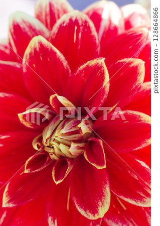 close up of a beautiful Dahlias flower in the garden 128664866