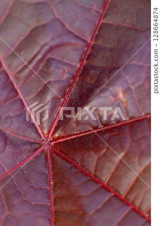 close-up texture and fibers, veins on a leaf close-up texture and fibers, veins on a leaf 128664874