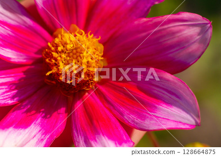 close up of a beautiful Dahlias flower in the garden close up of a beautiful Dahlias flower in the garden 128664875