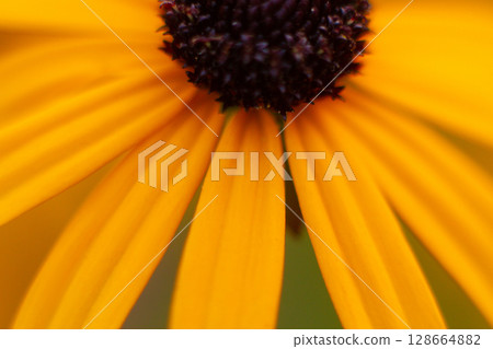 beautiful yellow rudbeckia flowers grow in the garden beautiful yellow rudbeckia flowers grow in the garden 128664882