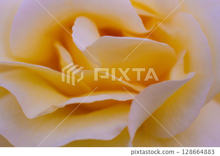 beautiful white rose growing in the garden beautiful white rose growing in the garden 128664883