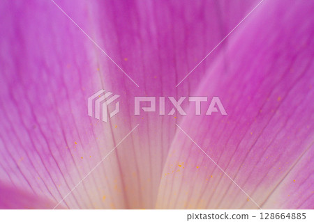 close-up of a beautiful Colchicum flower in the garden 128664885