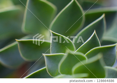close-up Succulent flower in a pot in a greenhouse close-up Succulent flower in a pot in a greenhouse 128664886