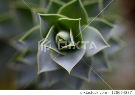 close-up Succulent flower in a pot in a greenhouse close-up Succulent flower in a pot in a greenhouse 128664887