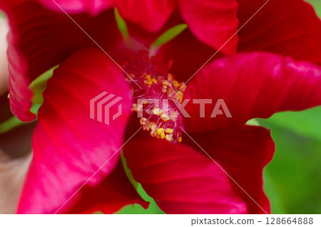 close-up of a beautiful Hibiscus flower in the garden close-up of a beautiful Hibiscus flower in the garden 128664888