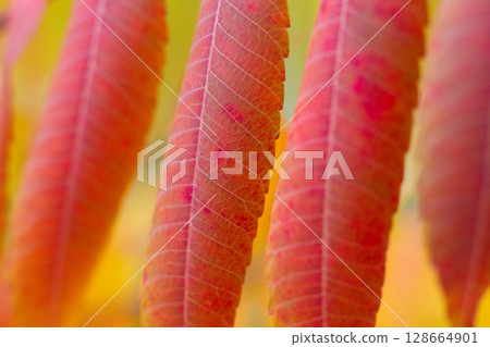 close up of beautiful red leaves of Rhus typhina tree 128664901