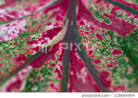 close-up texture of a leaf of the Caladium Pink Beauty plant close-up texture of a leaf of the Caladium Pink Beauty plant 128664904