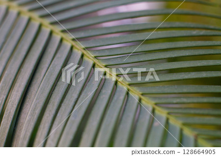 close up straight lines texture of green palm leaves 128664905
