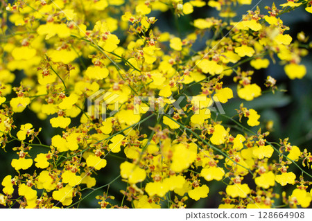 close up of beautiful flowers of Oncidium Varicosum in the garden close up of beautiful flowers of Oncidium Varicosum in the garden 128664908
