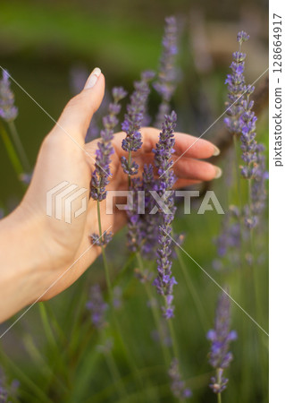close up of beautiful purple lavender flowers in sunlight 128664917