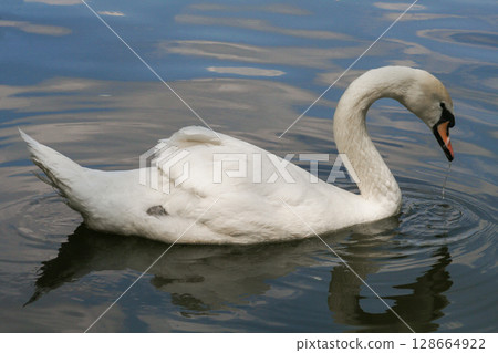 beautiful white swans swim on the lake in summer beautiful white swans swim on the lake in summer 128664922