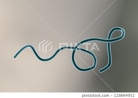 Borrelia bacteria illustration 128664952