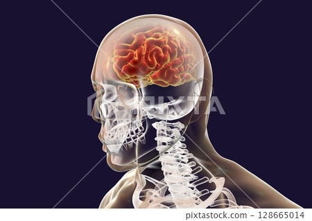 Human brain highlighted inside body, 3D illustration 128665014