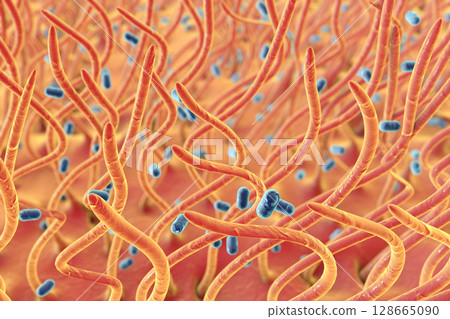 Bordetella pertussis bacteria Bordetella pertussis bacteria 128665090