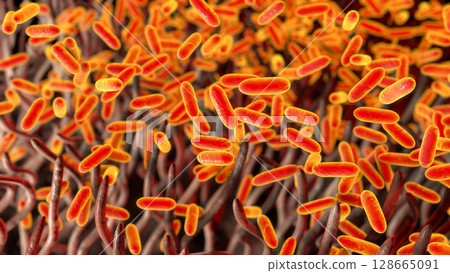 Whooping cough bacteria Bordetella pertussis in human airways Whooping cough bacteria Bordetella pertussis in human airways 128665091