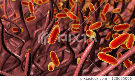 Whooping cough bacteria Bordetella pertussis in human airways 128665096