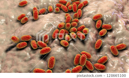 Whooping cough bacteria Bordetella pertussis, 3D illustration 128665100