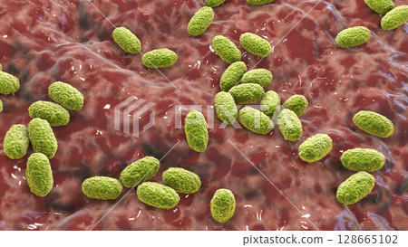 Whooping cough bacteria Bordetella pertussis, 3D illustration 128665102