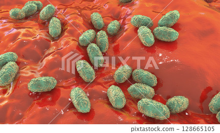 Whooping cough bacteria Bordetella pertussis, 3D illustration Whooping cough bacteria Bordetella pertussis, 3D illustration 128665105