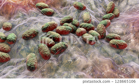 Whooping cough bacteria Bordetella pertussis, 3D illustration Whooping cough bacteria Bordetella pertussis, 3D illustration 128665106