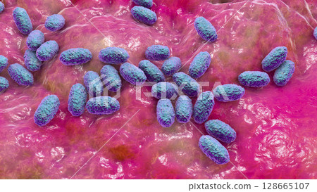 Whooping cough bacteria Bordetella pertussis, 3D illustration Whooping cough bacteria Bordetella pertussis, 3D illustration 128665107