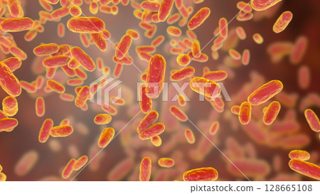 Bacteria Bordetella parapertussis, the causative agent of whooping cough-like disease 128665108