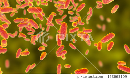 Bacteria Bordetella parapertussis, the causative agent of whooping cough-like disease 128665109