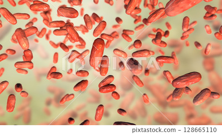 Bacteria Bordetella parapertussis, the causative agent of whooping cough-like disease Bacteria Bordetella parapertussis, the causative agent of whooping cough-like disease 128665110
