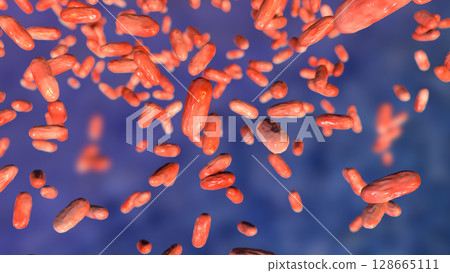 Bacteria Bordetella parapertussis, the causative agent of whooping cough-like disease Bacteria Bordetella parapertussis, the causative agent of whooping cough-like disease 128665111