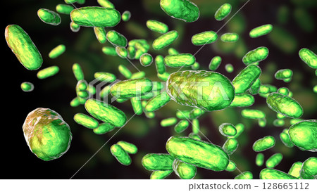 Bacteria Bordetella parapertussis, the causative agent of whooping cough-like disease 128665112