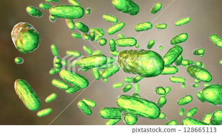 Bacteria Bordetella parapertussis, the causative agent of whooping cough-like disease Bacteria Bordetella parapertussis, the causative agent of whooping cough-like disease 128665113
