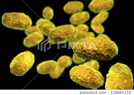 Bacteria Bordetella pertussis 128665119