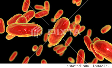 Bacteria Bordetella pertussis, the causative agent of whooping cough Bacteria Bordetella pertussis, the causative agent of whooping cough 128665139
