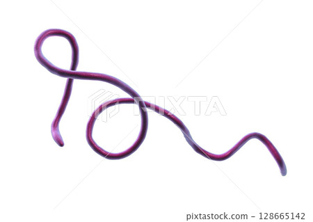 Lyme disease bacteria Lyme disease bacteria 128665142