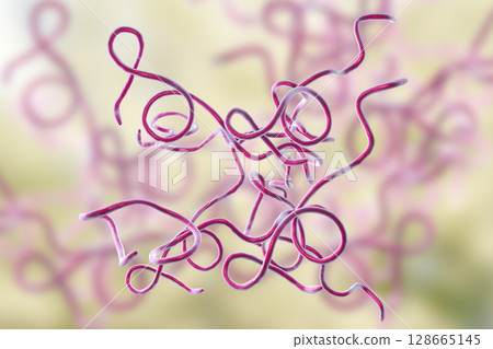 Lyme disease bacteria Lyme disease bacteria 128665145