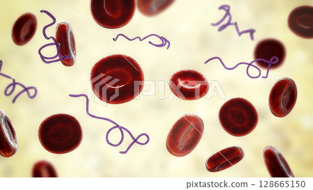 Borrelia bacteria in blood Borrelia bacteria in blood 128665150