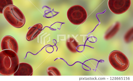 Borrelia bacteria in blood Borrelia bacteria in blood 128665156