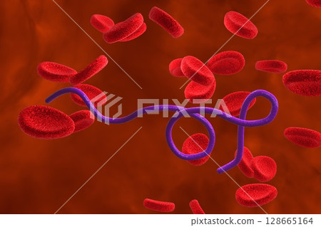 Borrelia bacteria illustration Borrelia bacteria illustration 128665164
