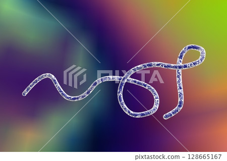 Borrelia bacteria illustration 128665167