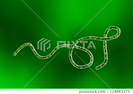 Borrelia bacteria illustration Borrelia bacteria illustration 128665175