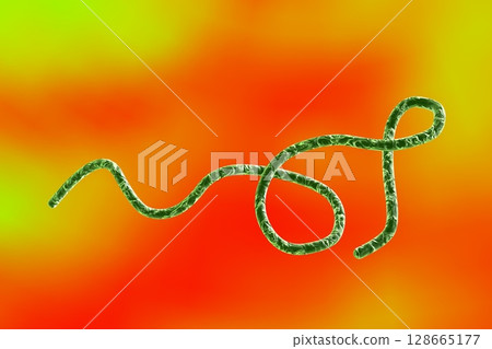 Borrelia bacteria illustration Borrelia bacteria illustration 128665177