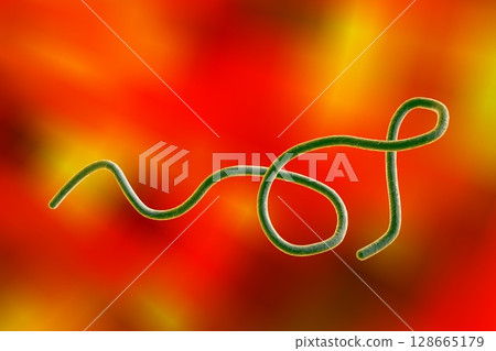 Borrelia bacteria illustration Borrelia bacteria illustration 128665179