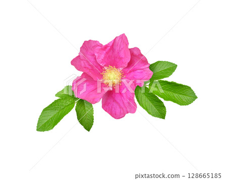 Rosa rugosa or Beach rose bright pink flower and leaves isolated on white Rosa rugosa or Beach rose bright pink flower and leaves isolated on white 128665185