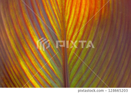 close up texture of red leaves of Canna Lily close up texture of red leaves of Canna Lily 128665203