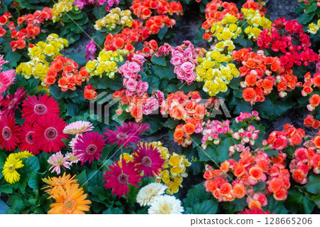 close-up of a beautiful flowerBEGONIA in the garden 128665206