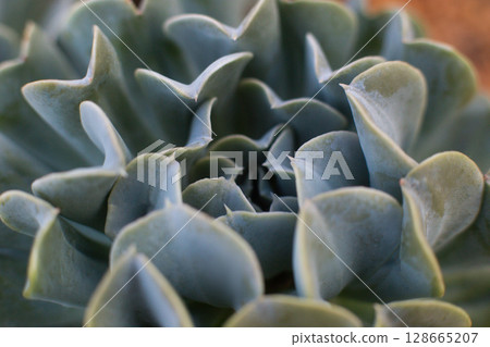 close-up Succulent flower in a pot in a greenhouse close-up Succulent flower in a pot in a greenhouse 128665207