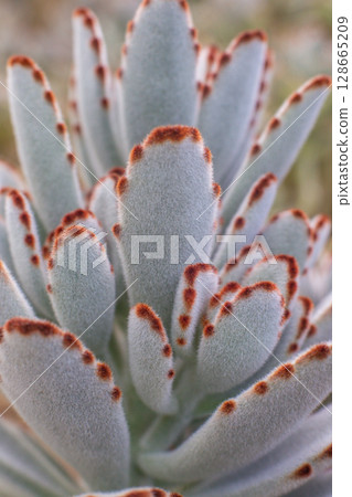 beautiful Kalanchoe tomentosa plant in a pot in a greenhouse beautiful Kalanchoe tomentosa plant in a pot in a greenhouse 128665209
