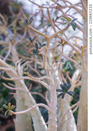 beautiful plant tree Euphorbia balsamifera in the greenhouse 128665210