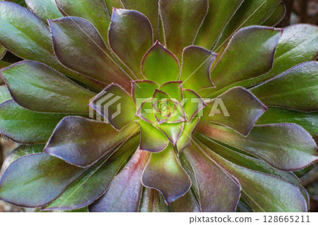 close-up Succulent flower in a pot in a greenhouse 128665211