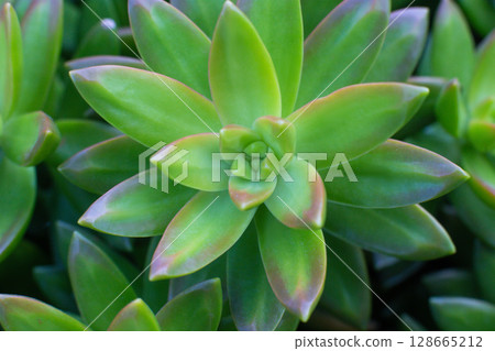 close-up Succulent flower in a pot in a greenhouse 128665212